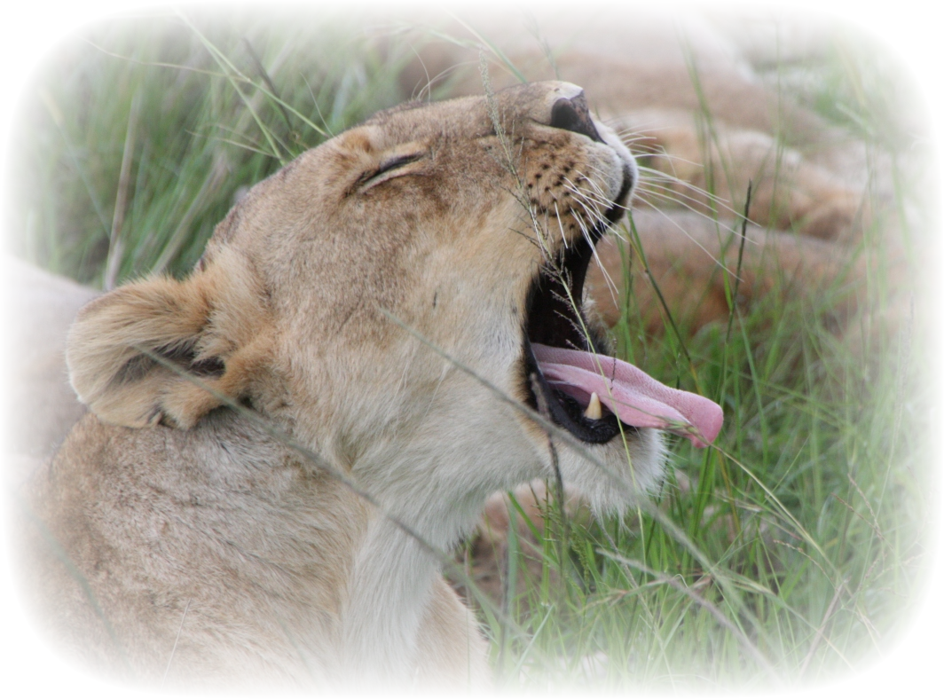 Kenya January 2010 (Image: Lioness in Maasai Mara National Reserve, South Kenya)
